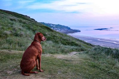 Dog looking at sea shore