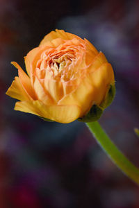 Close-up of yellow flower blooming outdoors