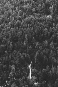 High angle view of pine trees in forest