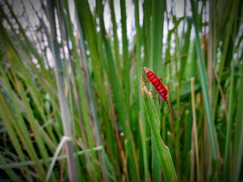 Close-up of insect on red flower