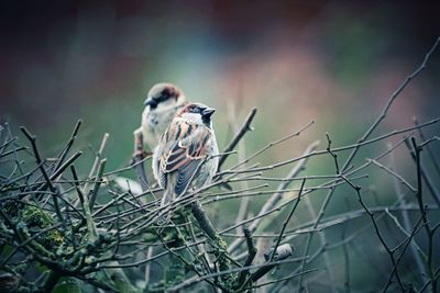 Close-up of bird perching on plant