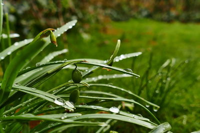 Close-up of wet plant