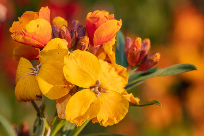 Close up of a wallflower plant in bloom
