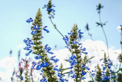 Close-up of purple flowers