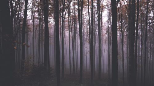 Trees in forest