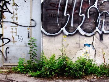 Ivy growing on wall