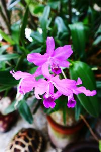 Close-up of purple flowering plant