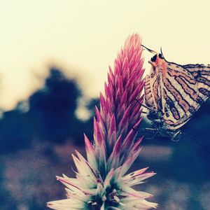 Close-up of insect on flower