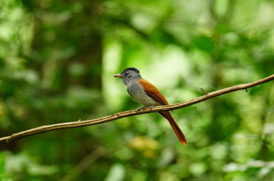 Close-up of bird perching on a branch