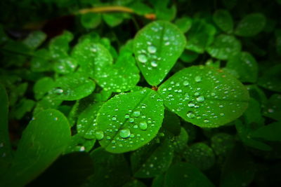 Close-up of wet plant leaves