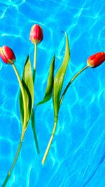 High angle view of red floating on water