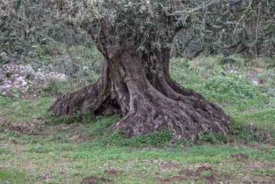 Tree on field