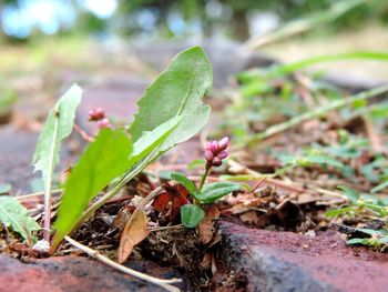 Close-up of fresh green plant