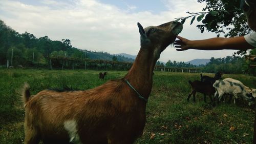 Cropped hand by goat on field