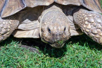 Close-up portrait of a tortoise 