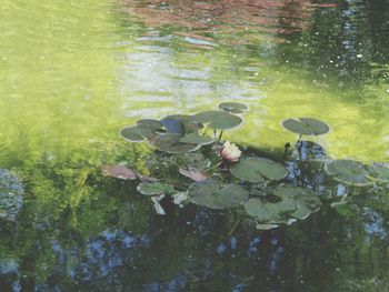 Reflection of trees in pond