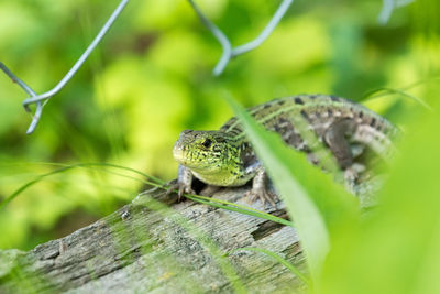 Close-up of lizard on tree