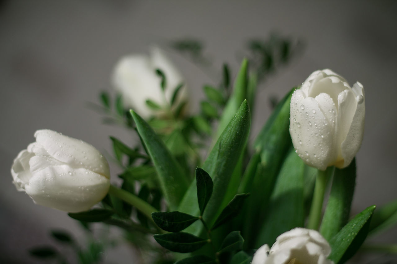 CLOSE-UP OF WHITE FLOWER WITH WATER DROPS ON PLANT