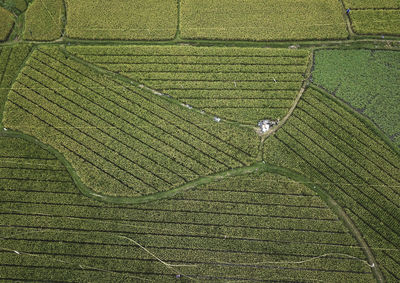 High angle view of crops on field