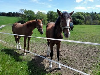 Horses standing on field against sky