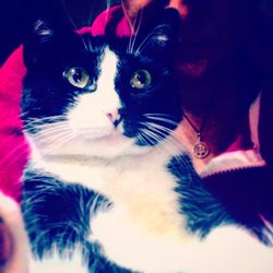 Close-up portrait of cat