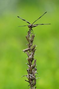 Close-up of grasshopper on tree