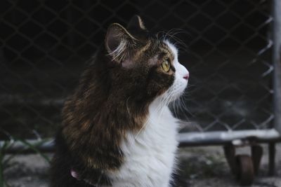 Close-up of a cat looking away