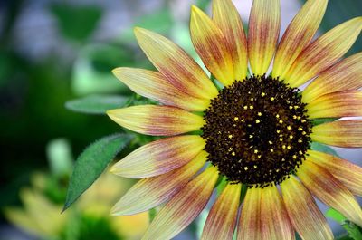 Macro shot of sunflower