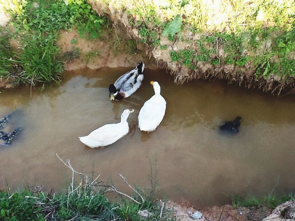 animal themes, bird, water, animals in the wild, wildlife, lake, high angle view, duck, one animal, reflection, plant, swimming, nature, pond, grass, day, two animals, outdoors, floating on water, water bird