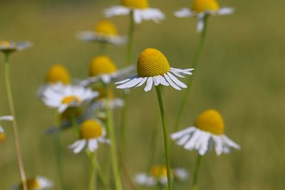 Close-up of yellow flowering plant on field