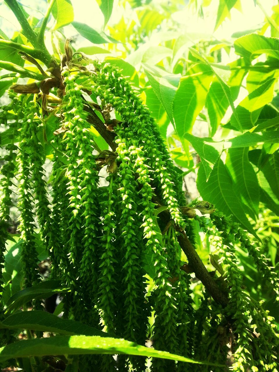 green color, growth, leaf, freshness, nature, plant, tree, close-up, beauty in nature, food and drink, growing, sunlight, green, agriculture, day, outdoors, tranquility, lush foliage, no people, branch