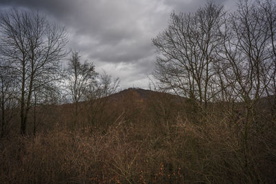 Bare trees on field against sky