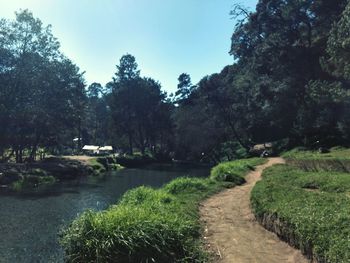 River amidst trees in forest