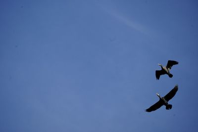 Low angle view of airplane flying against clear sky