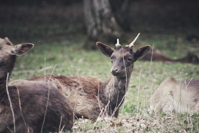 Deer in a field