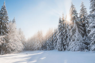 Trees on snow covered landscape against sky during winter