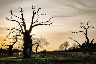 Bare tree on field against sky during sunset