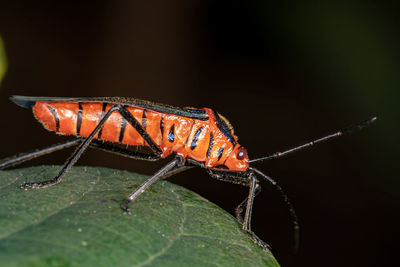 Close-up of insect