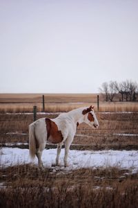 Horse standing on field against sky during winter