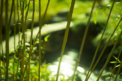 Close-up of bamboo on land