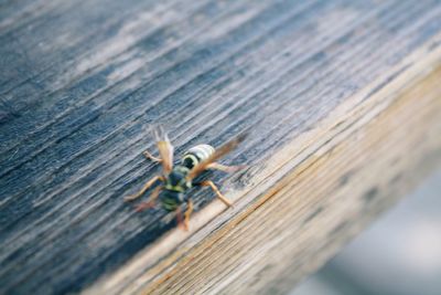 Close-up of insect on table