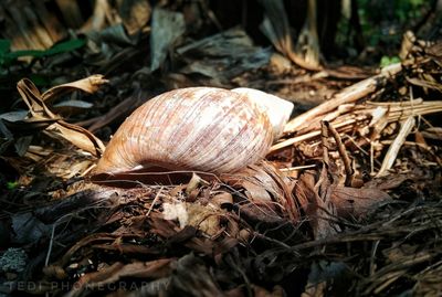 Close-up of snail on field