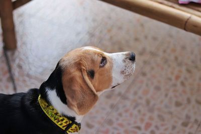 Close-up of a dog looking away