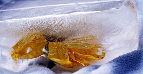 Close-up of yellow flower in water