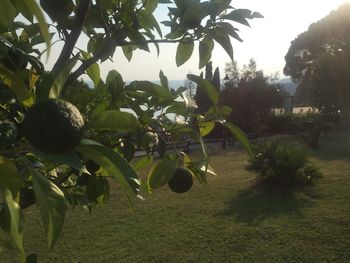 Close-up of fruits growing on tree