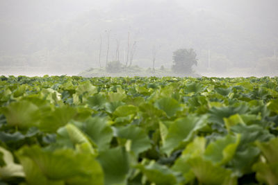 Plants growing on field