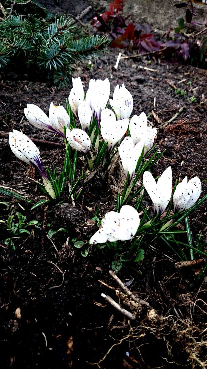 white color, high angle view, flower, growth, fragility, plant, nature, field, leaf, petal, beauty in nature, freshness, close-up, grass, white, flower head, ground, day, mushroom, no people