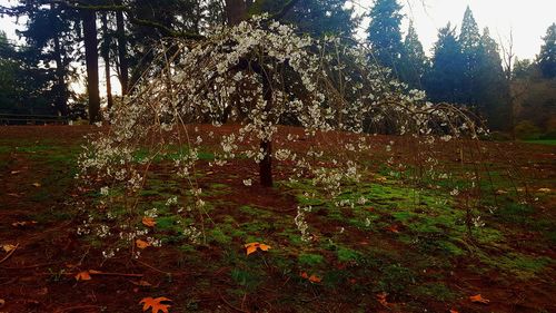 Trees growing in park