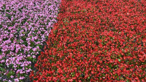 Full frame shot of plants