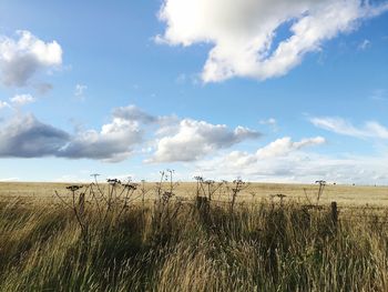 Scenic view of field against cloudy sky